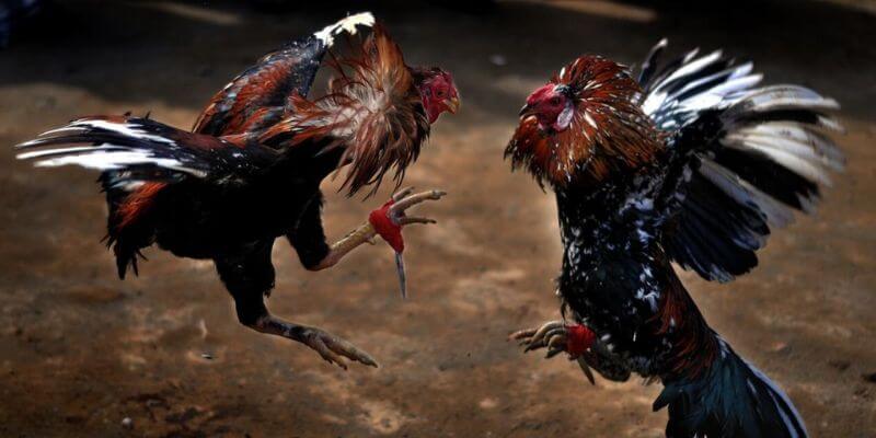 Hai hình thức đá gà Thomo nổi tiếng hiện nay